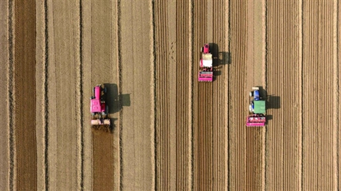 11月3日,农民在聊城市茌平区博平镇播种冬小麦